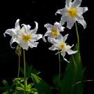 Avalanche Lily, Paradise Mount Rainier. 